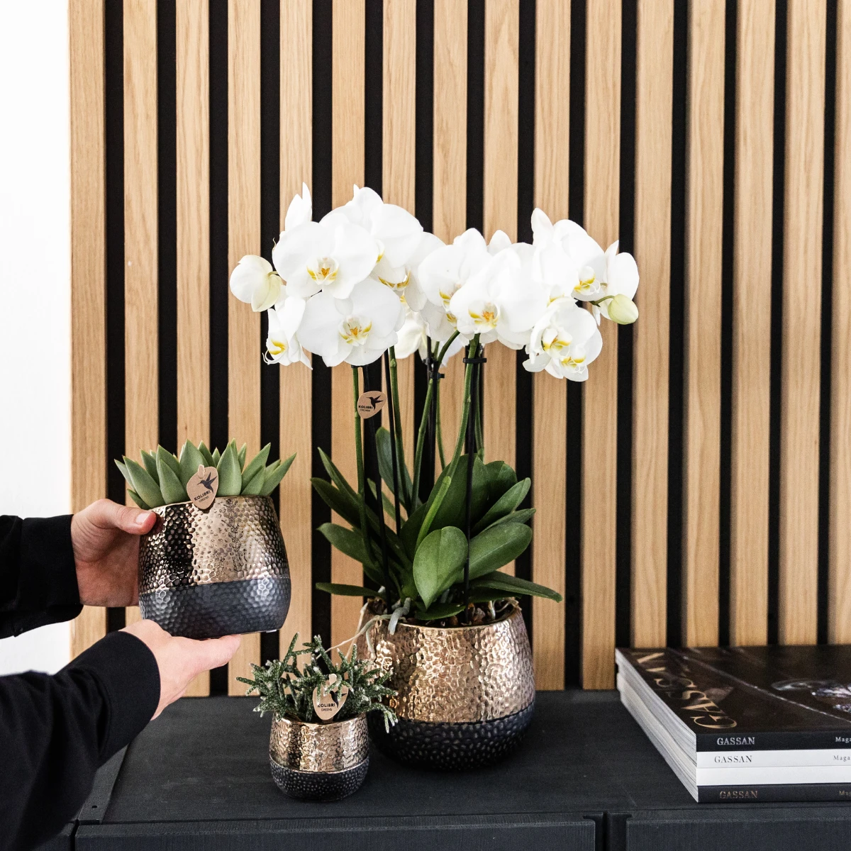Kolibri Orchids I KOMBIANGEBOT mit 2 weißen Phalaenopsis-Orchideen – Topfgröße Ø12 cm | blühende Zimmerpflanze – frisch vom Züchter von Kolibri Company