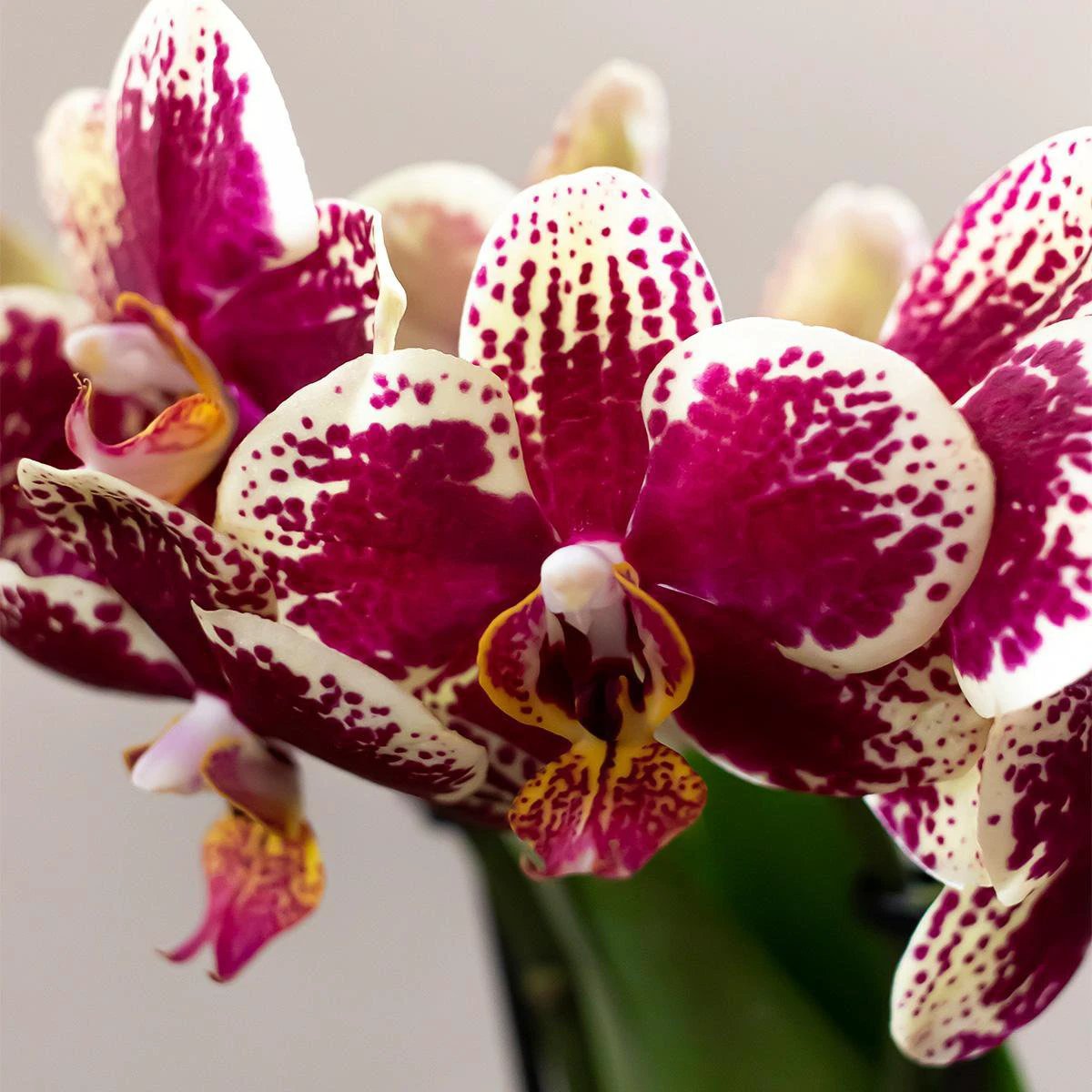 Kolibri Orchids | Pflanzenset Culture Cocktail Terrakotta klein | Grünpflanzen mit Phalaenopsis-Orchidee in Retro-Terrakotta-Ziertöpfen und goldfarbenem Tablett von Kolibri Company