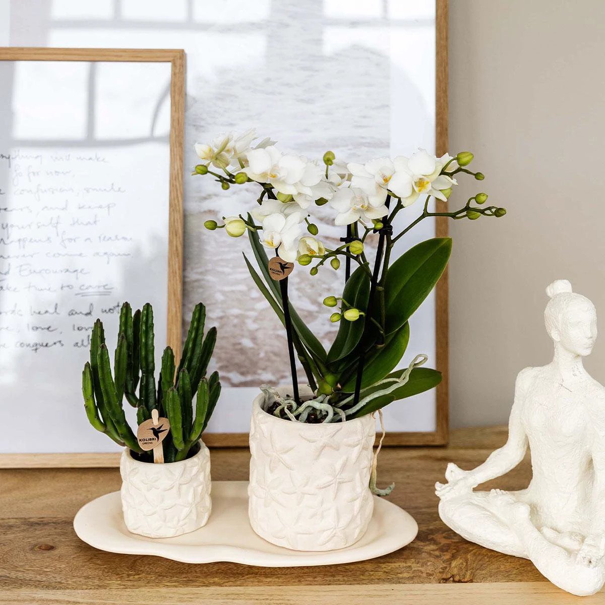 Kolibri Company | Pflanzenset Star Fish klein | Weiße Phalaenopsis-Orchidee Lausanne und Sukkulente inkl. keramische Deko-Töpfe auf weißem Bio-Tablett von Kolibri Company
