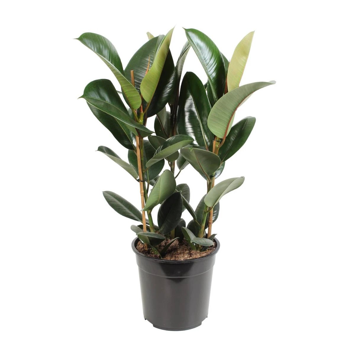 Ficus Elastica Robusta - Ø27cm - ↕85cm by MEERgroothandel Planten