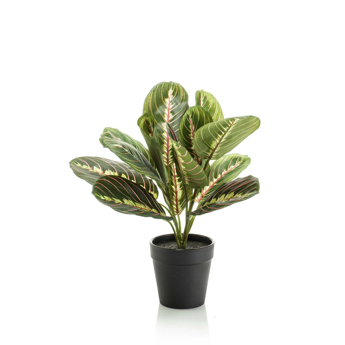 Kunstpflanze – Marantha Fascinator – Zehn-Gebote-Pflanze – 25 cm von Green boutiQ