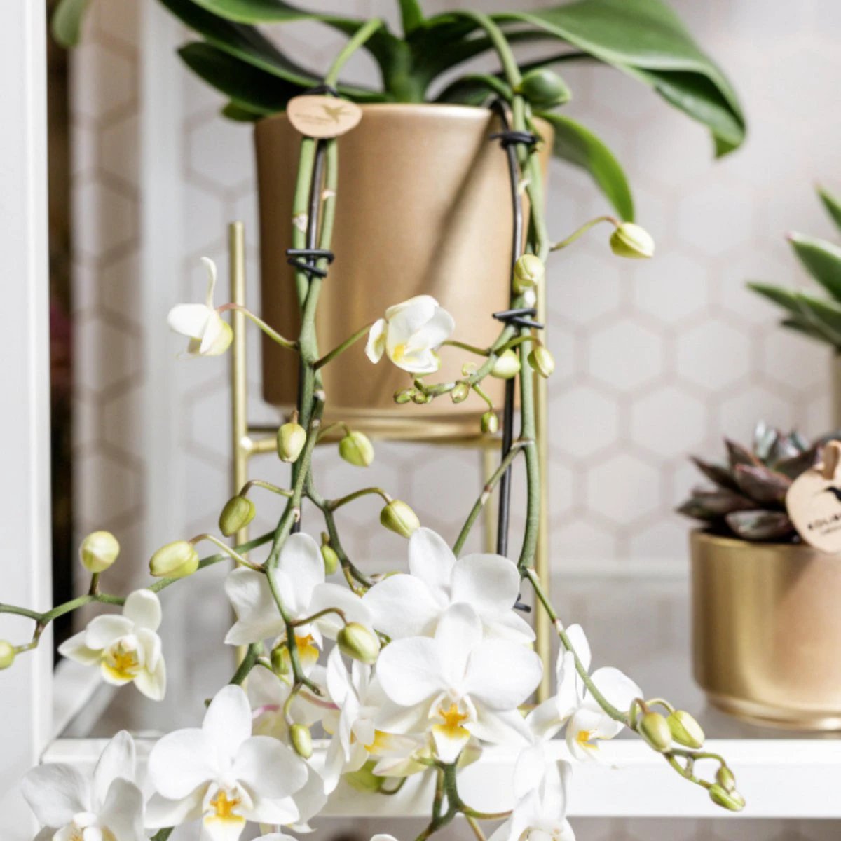 Hummingbird Home | Plant stand - Gold metal plant stand Ø12cm by Kolibri Company