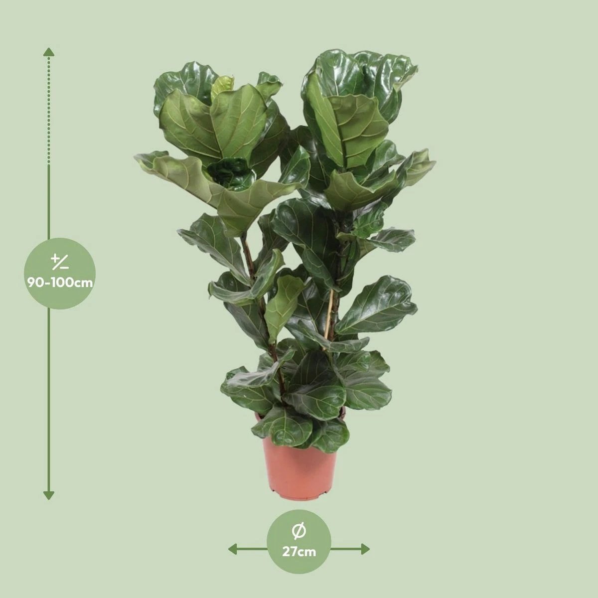 Ficus Lyrata - Ø27cm - ↕100cm by MEERgroothandel Planten