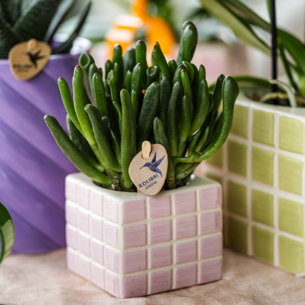 Kolibri Greens | Green Plant - Succulent Crassula Hobbit Pot size Ø6cm | green houseplant - fresh from the grower by Kolibri Company