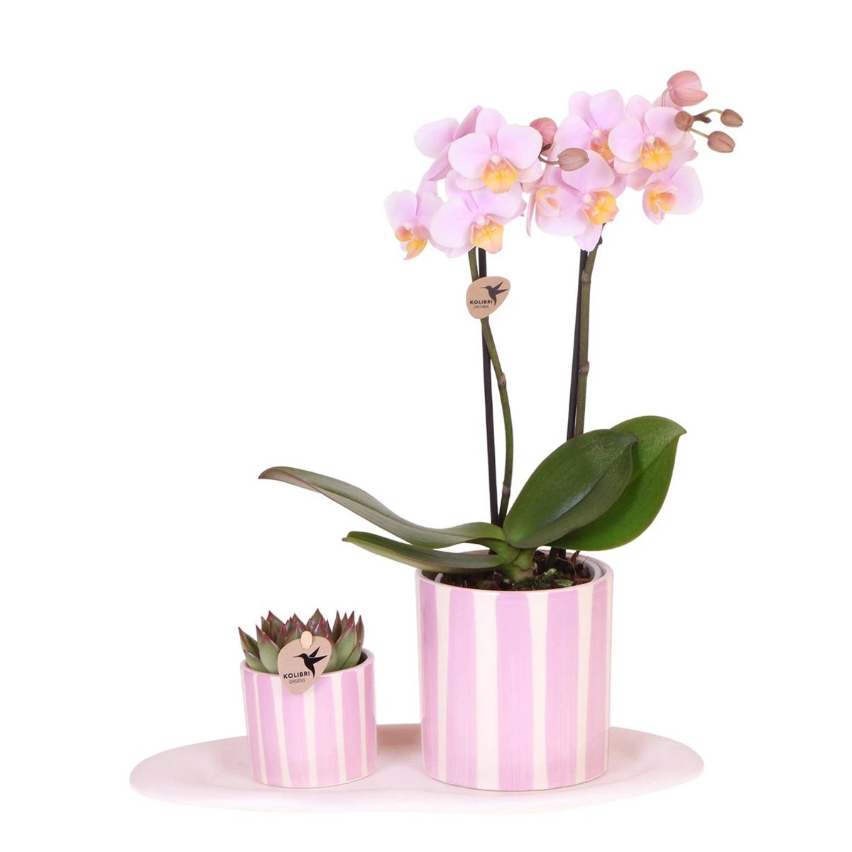 Colibr Orchids | Set aus rosa Orchidee Andorra und Sukkulente in seropser-Töpfen Painted Stripe auf Wolkenplatten – Topfmaß Ø9 cm & Ø6 cm | – Pflanze fürs Wohnzimmer – frisch vom Züchter von Kolibri Company