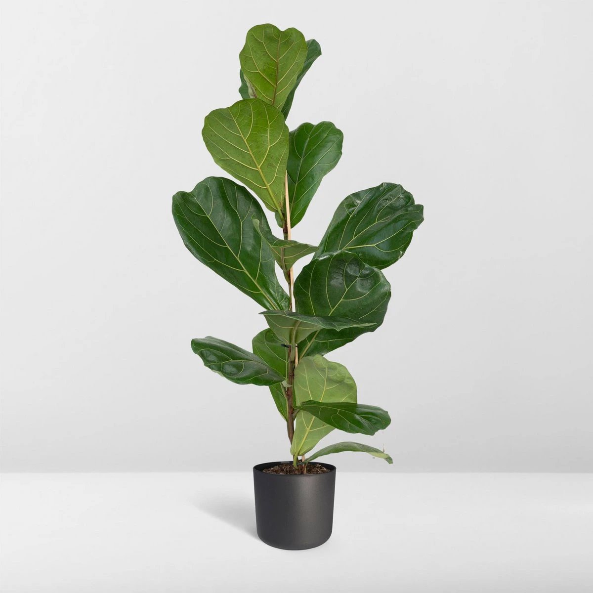Ficus Lyrata - Rubber plant - Ø17cm - ↕75cm by MEERgroothandel Planten