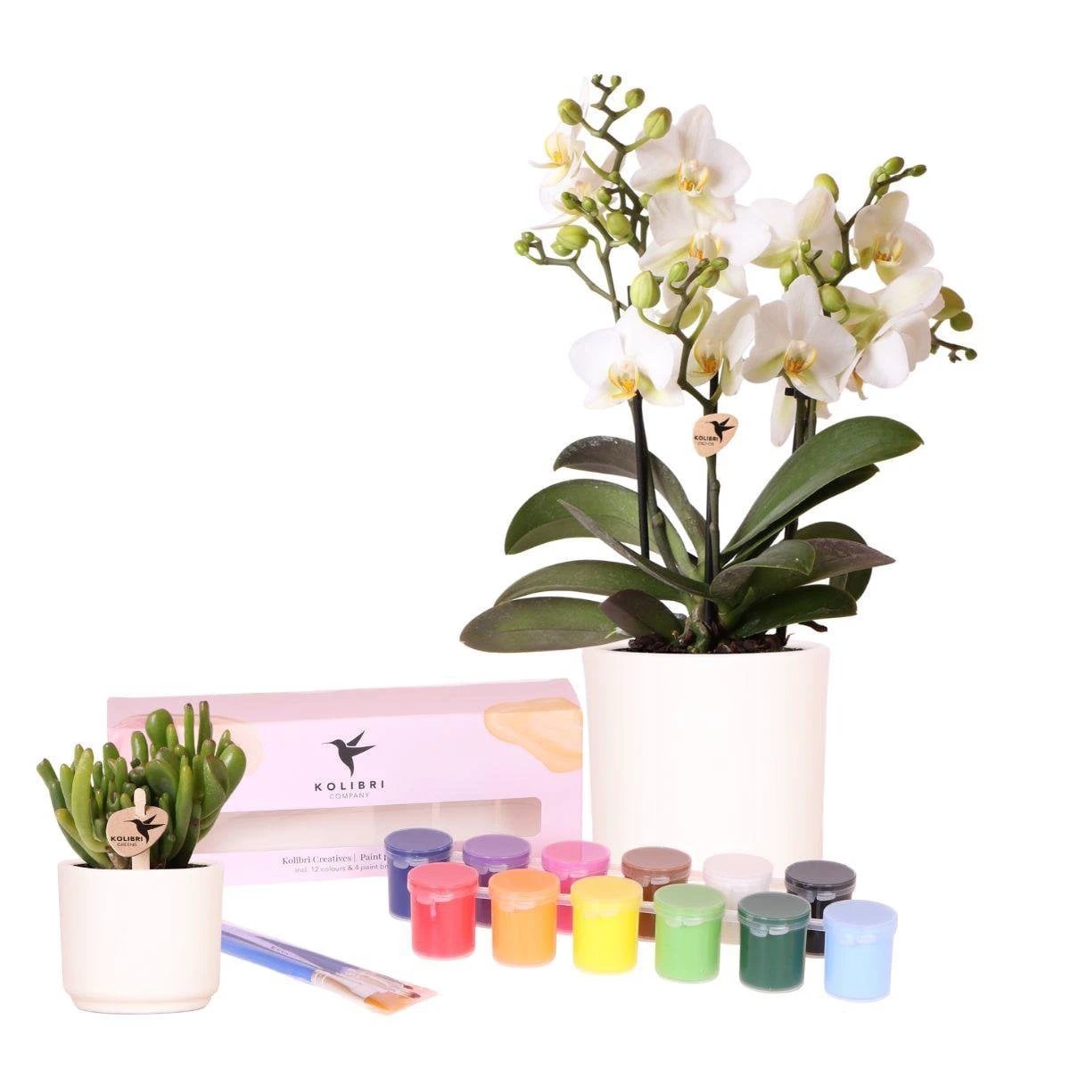 Kolibri Creatives | Paint package for painting 8 flower pots + orchids and succulents | for at least 4 people | Creative visionary by Kolibri Company