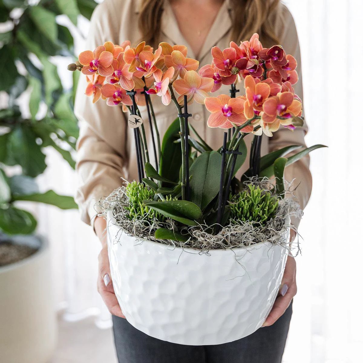 Hummingbird Orchids | orange plant set in Honey dish incl. water reservoir | three orange orchids Bolzano 9cm and three green plants | Jungle Bouquet orange with self-sufficient water reservoir by Kolibri Company