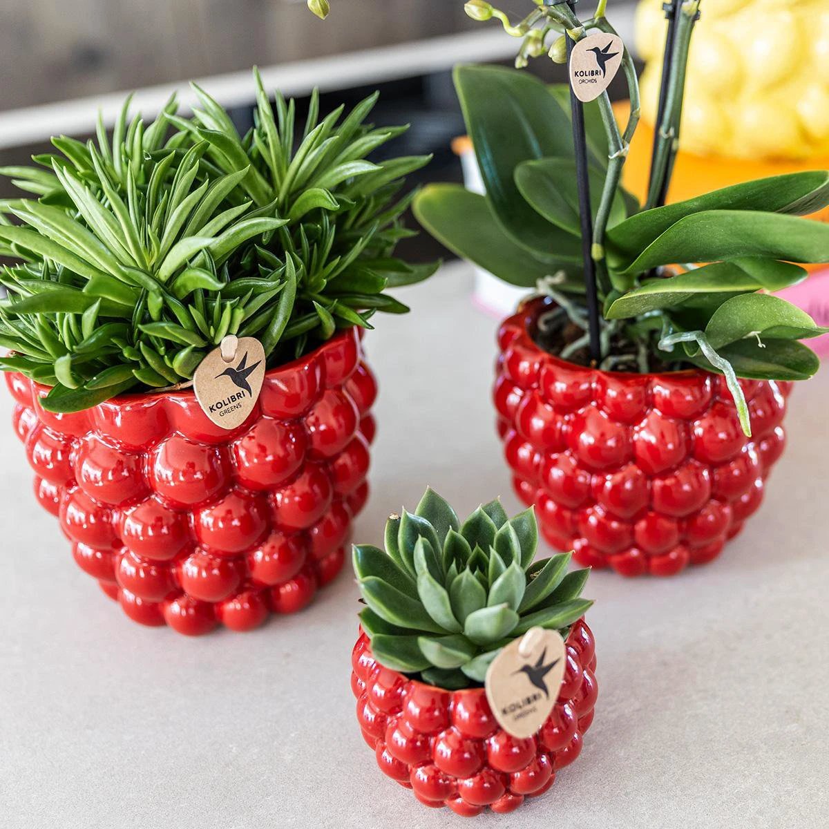 Hummingbird Home | Berry pot - 12cm by Kolibri Company