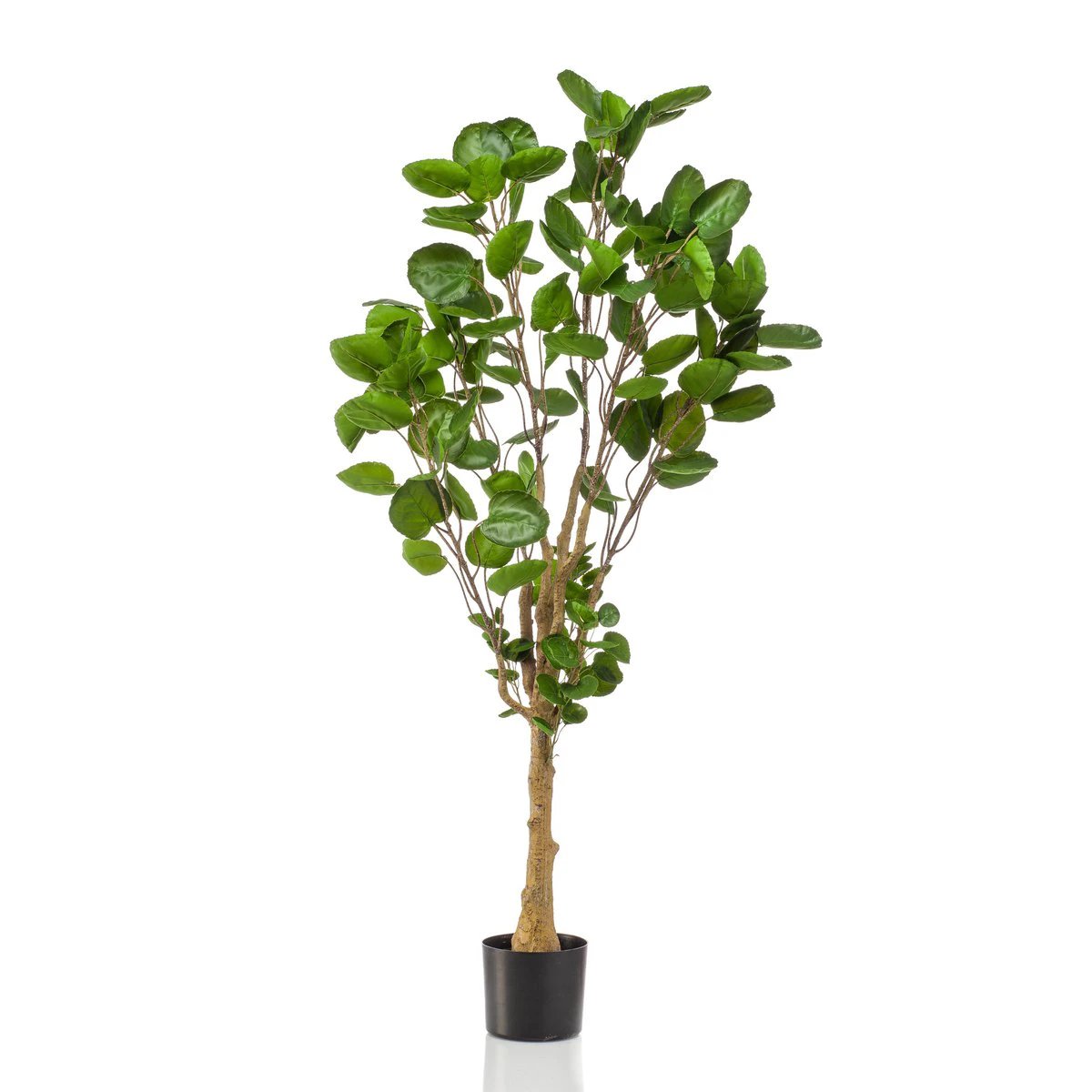 Kunstpflanze - Polyscias - Aralie - 150 cm von Green boutiQ