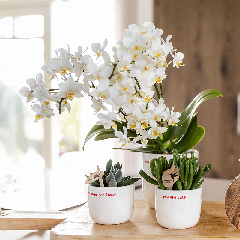 Kolibri Home | To the moon and back sierpot - Ø9cm by Kolibri Company