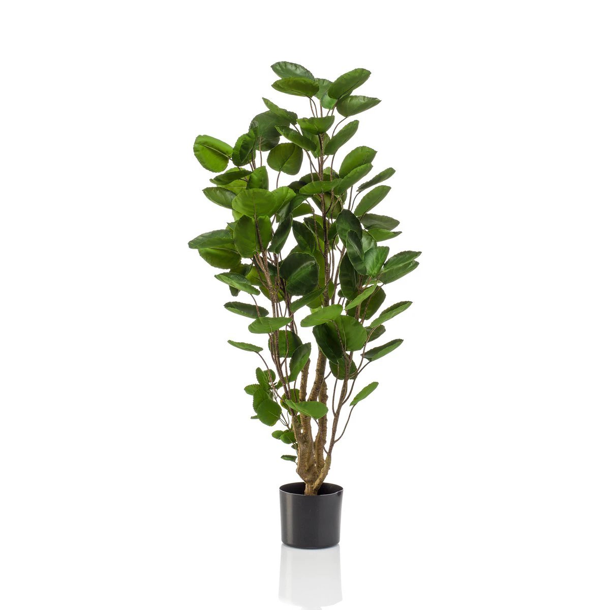 Kunstpflanze – Polyscias – Aralia – 105 cm von Green boutiQ