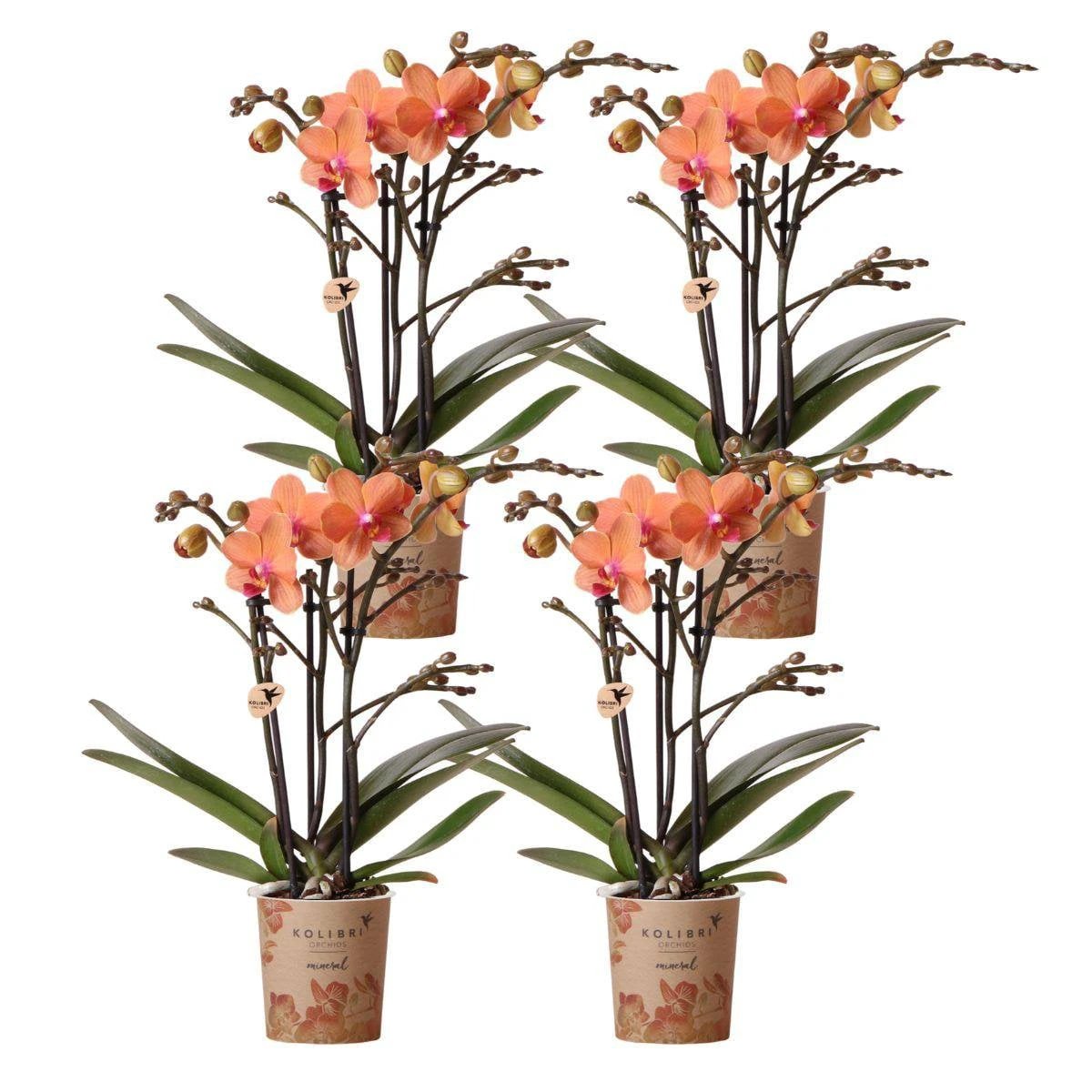 Kolibri Orchids | COMBI DEAL van 4 oranje Phalaenopsis orchideeën - Bolzano - potmaat Ø9cm | bloeiende kamerplant - vers van de kweker by Kolibri Company