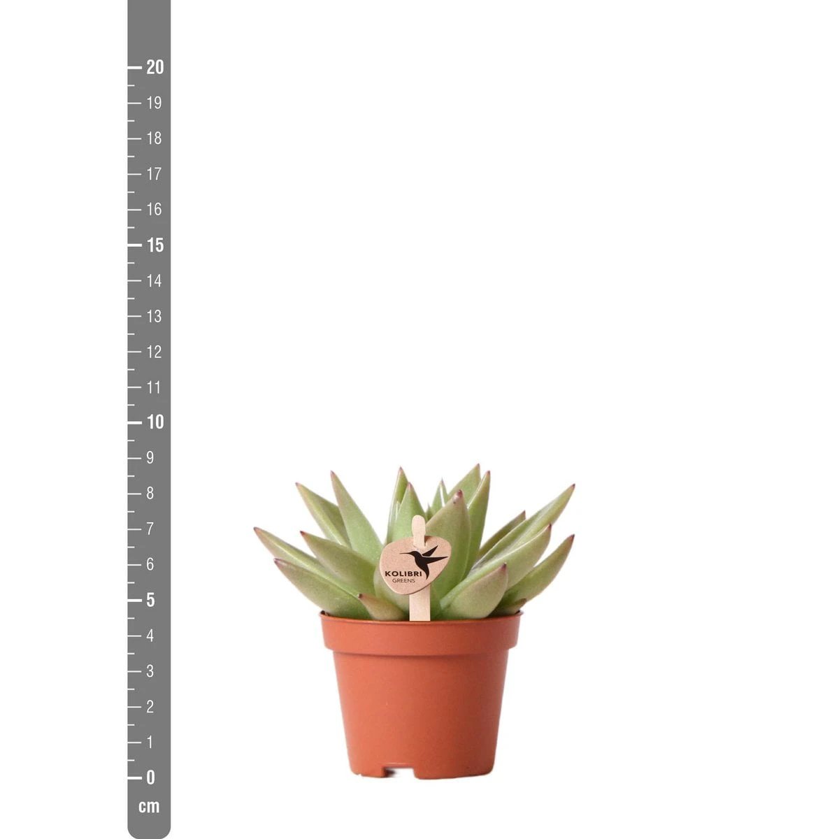 Kolibri Greens | Green Plant - Succulent Echeveria Miranda Potmaat Ø6cm | green houseplant - fresh from the grower by Kolibri Company