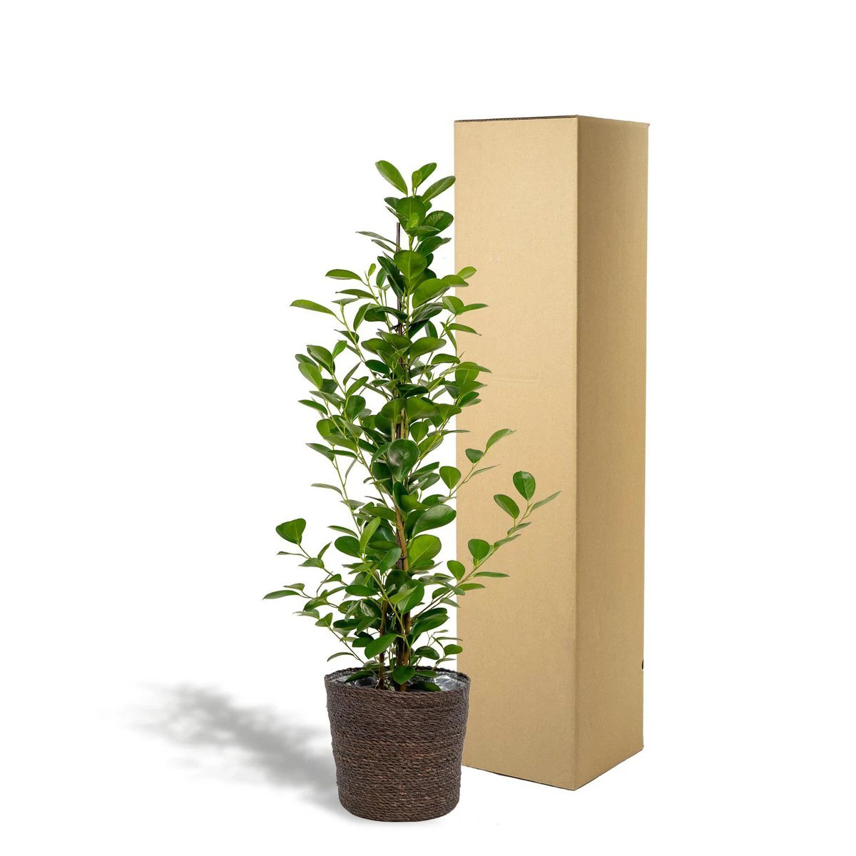 Ficus microcarpa Moclame - ↨95 cm - Ø21 cm + Korb Igmar von MEERgroothandel Planten