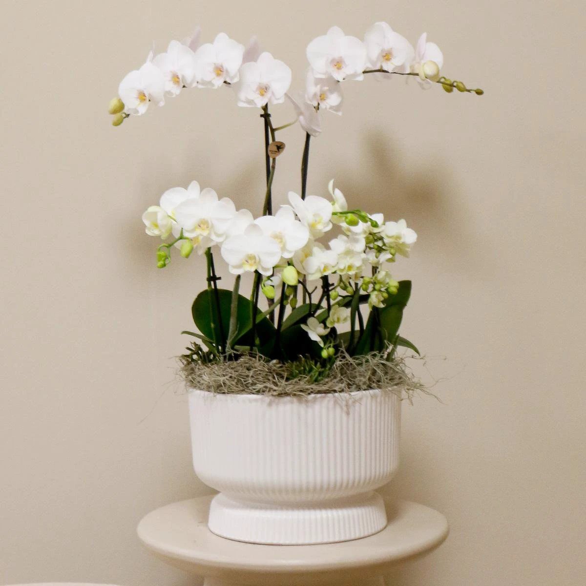 Hummingbird Orchids | white plant set in Diabolo white dish incl. water reservoir | three white orchids and three green plants | Field Bouquet white with self-sufficient water reservoir by Kolibri Company