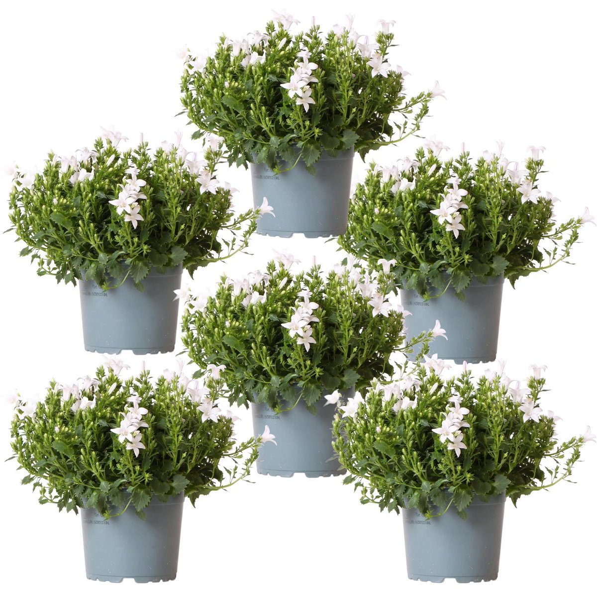 Campanula Addenda - Klokjesbloem White Pot size 12cm - 1m2 ground cover - 6 pieces - Ambrella White - Garden plants - hardy by Kolibri Company