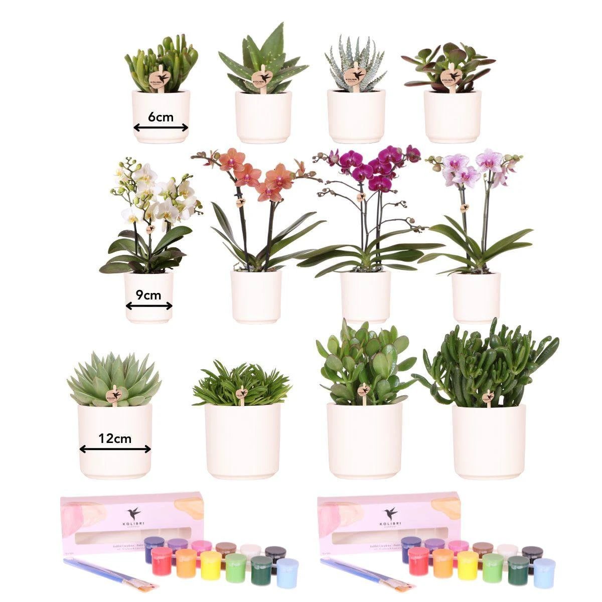 Kolibri Creatives | Paint package for painting 12 flower pots + orchids and succulents | for at least 4 people | True artist by Kolibri Company