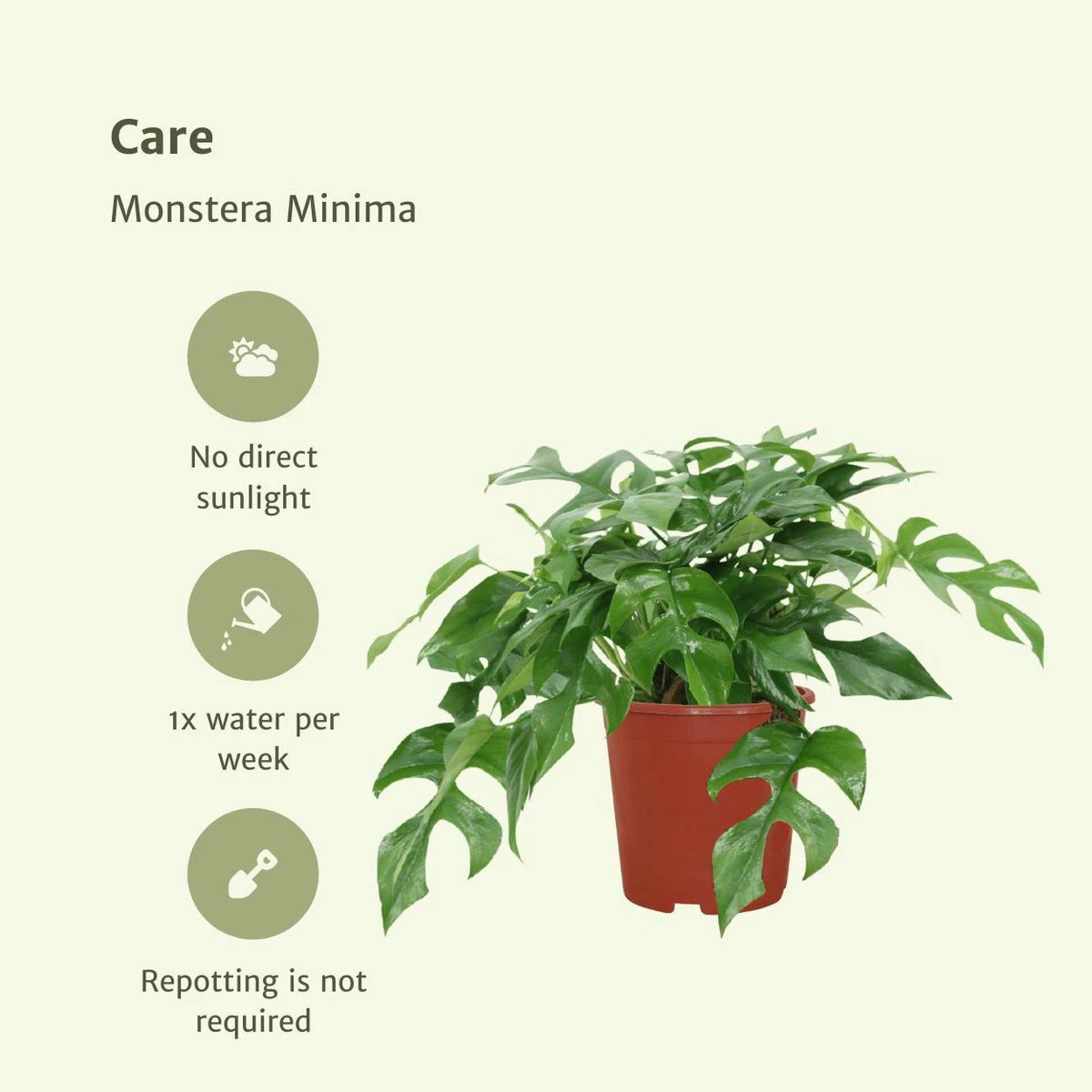 2x Monstera Minima - Gatenplant - 25cm - ø15 by MEERgroothandel Planten