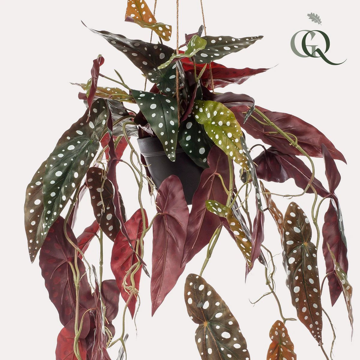 Kunstplant - Begonia Maculata - Stippenbegonia - 80 cm by Green boutiQ