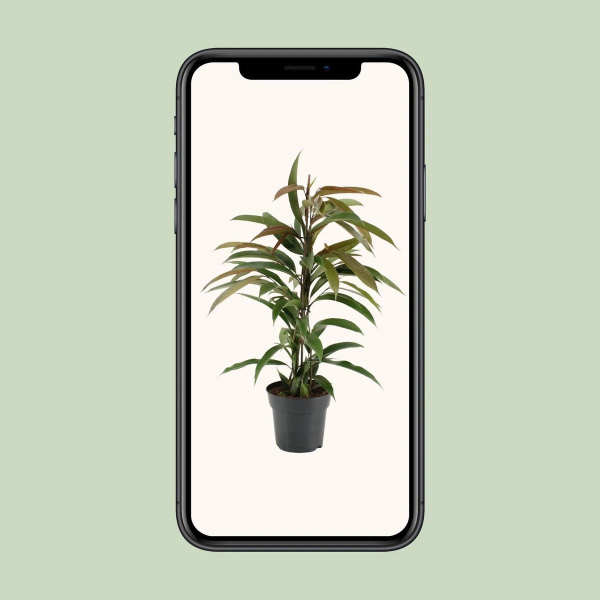 Ficus Binnendijkii Amstel King - Ø17cm - ↕70cm by MEERgroothandel Planten