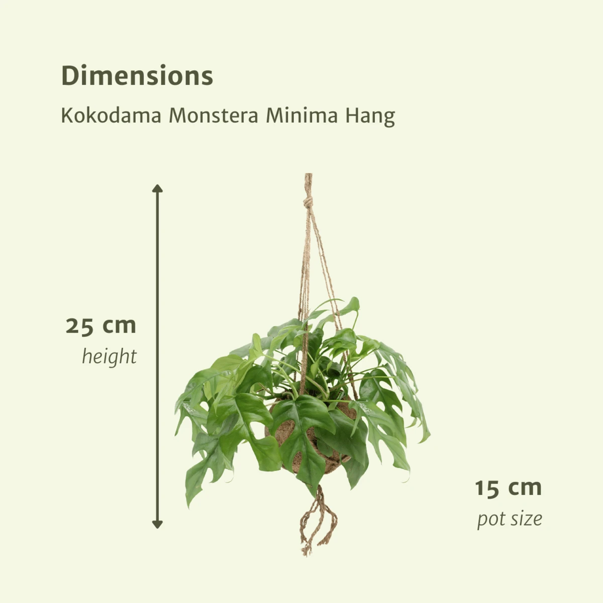 Kokodama Monstera Minima Hang (hole plant) - 2 pieces - Ø15cm - ↕25cm by MEERgroothandel Planten