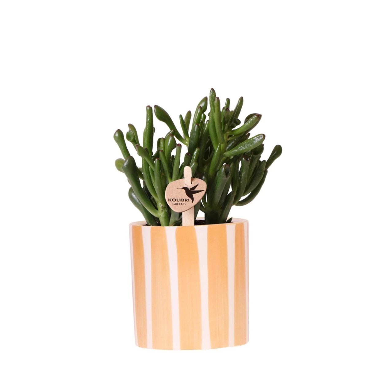 Kolibri Greens | succulent Crassula Hobbit + Painted Stripe pot oranje - potmaat Ø9cm | bloeiende kamerplant - vers van de kweker by Kolibri Company