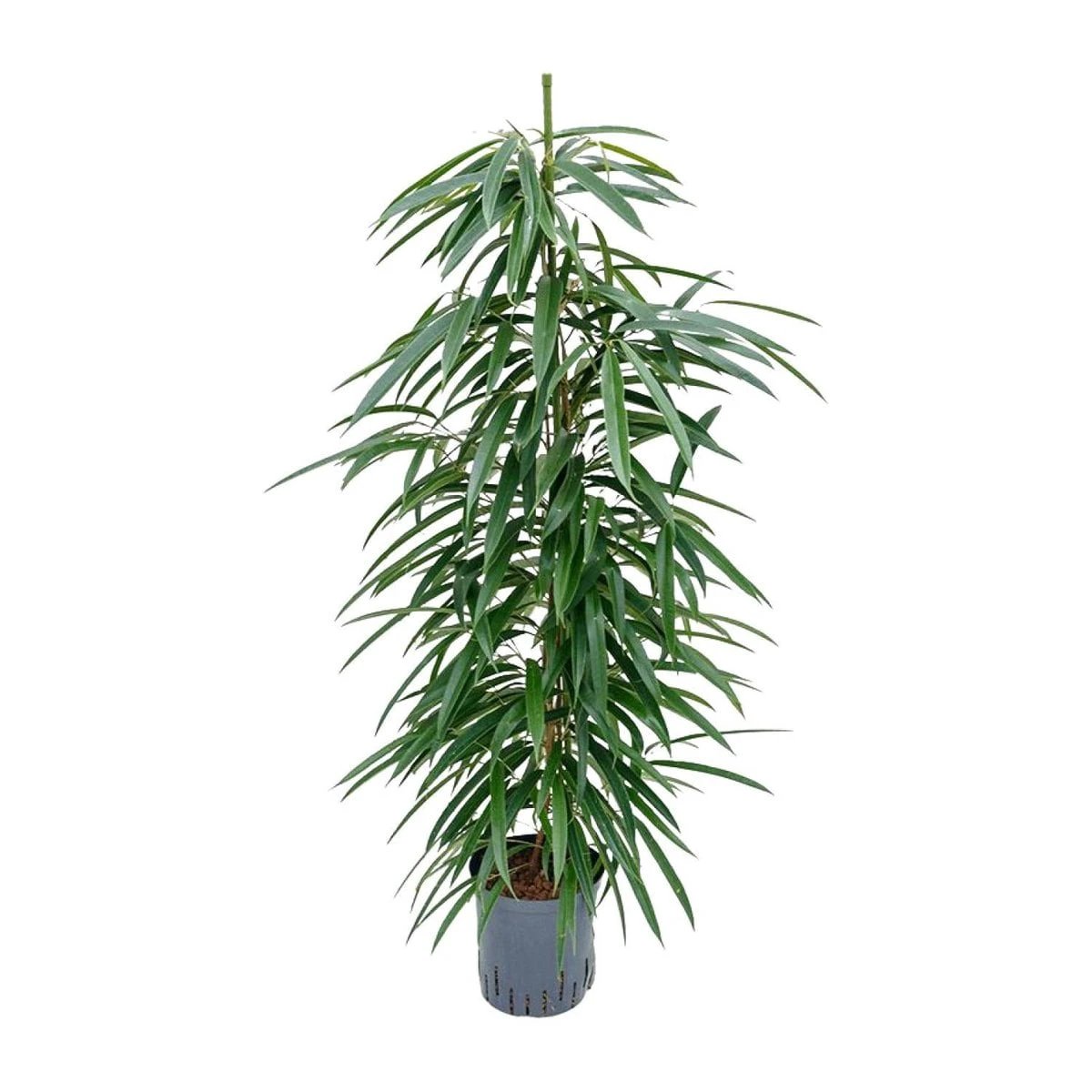 Ficus binnendijkii 'Alii' (Hydro) - Ø18 cm - ↕110 cm von MEERgroothandel Planten