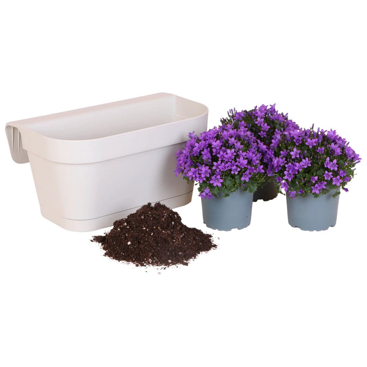 Campanula Addenda Ambella Intense Purple – Balkonkübel Weiß mit 3 Stück Campanula, Topfmaß 12 cm – inkl. Aufhängesystem – Glockenblume Violett – Stauden – Gartenpflanzen von Kolibri Company
