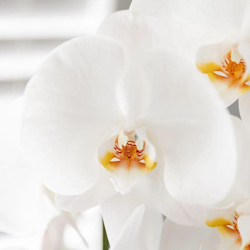 Colibr Orchids | White orchids set in Como dish incl. water reservoir | three white Nigagara Falls orchids 12cm | Mono Buquet white with self-supporting water reservoir by Kolibri Company