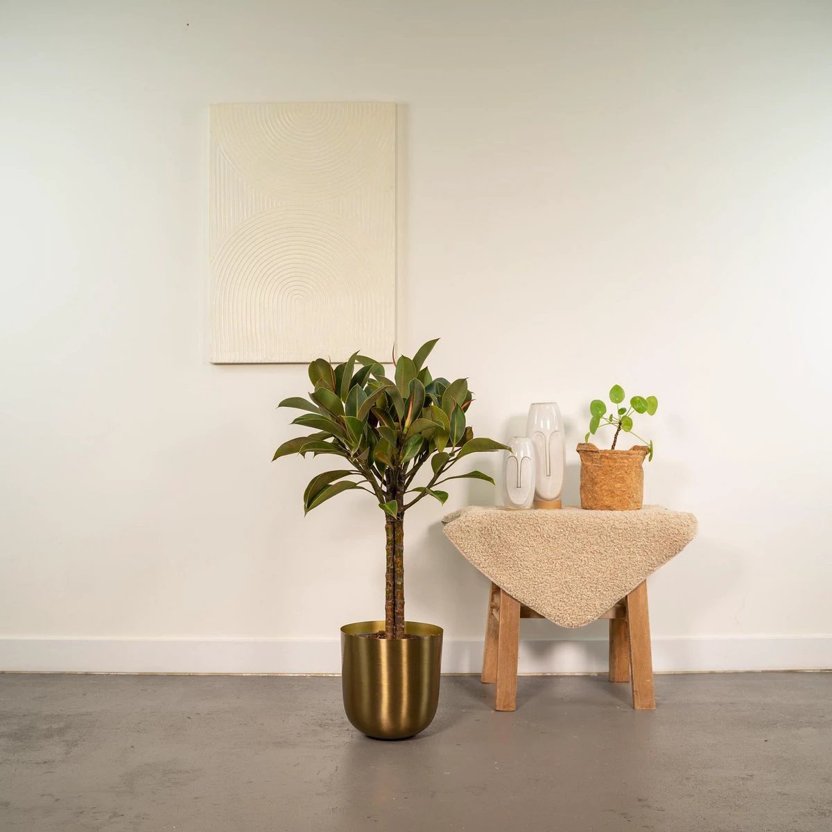 Ficus elastica Melany Stamm – ↨90cm – Ø21cm + Topf Mayk Gold von MEERgroothandel Planten