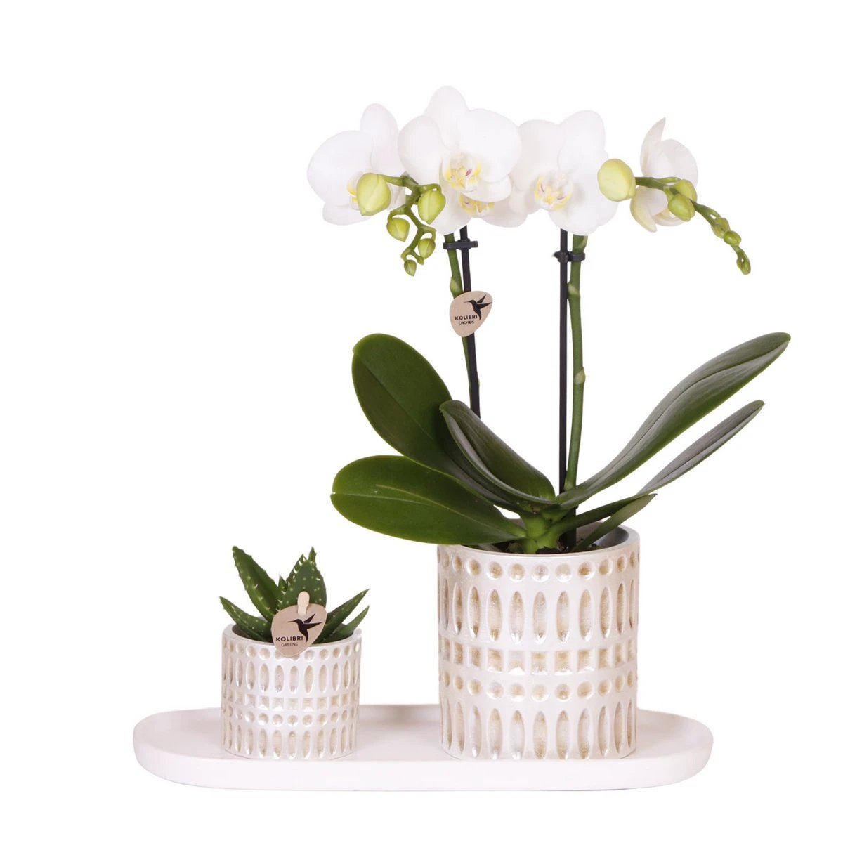 Hummingbird Company | Plantenset Le Chic small | White Phalaenopsis Orchidee Amabilis and Succulent incl. ceramic decorative pots on cream organic dish by Kolibri Company