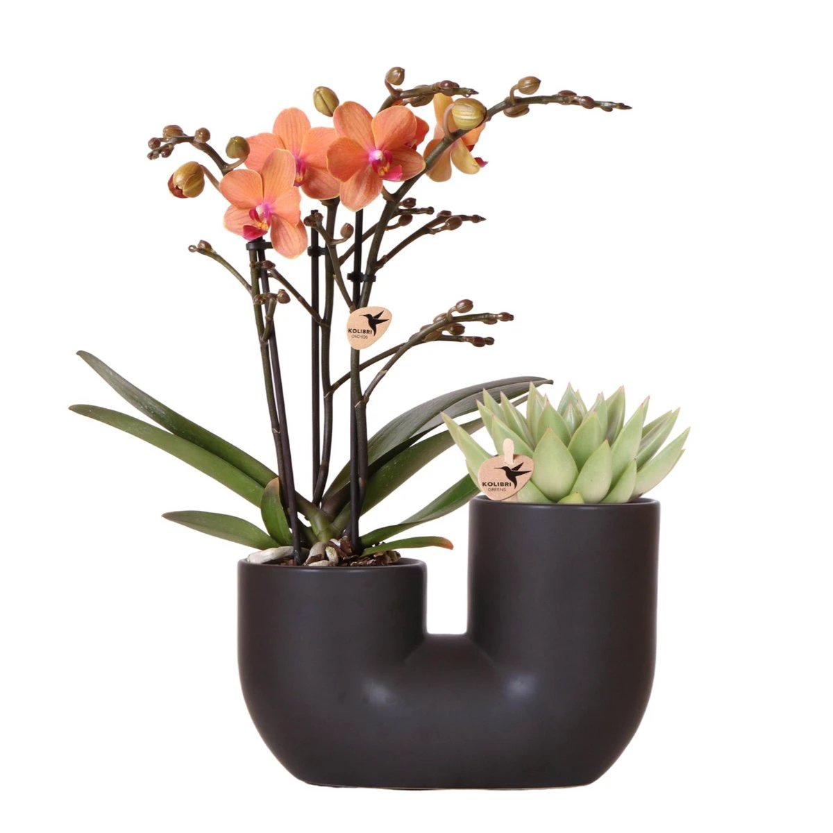 Hummingbird Orchids | Set of orange orchid Bolzano and succulent in Tube decorative pot black - pot size Ø9cm | flowering houseplant - fresh from the grower by Kolibri Company