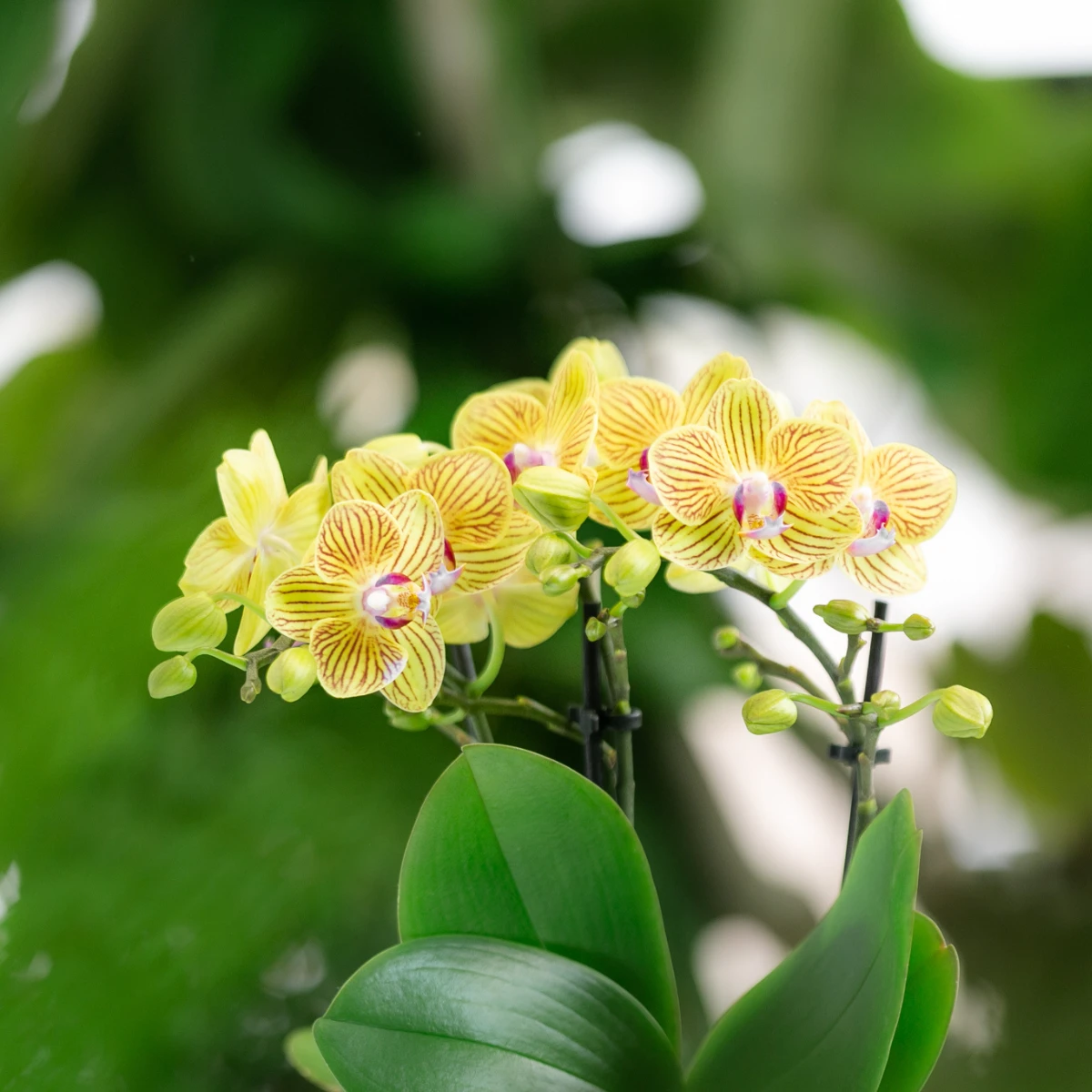 Kolibri Orchids - Surprise box mix - plant discount box - surprise box with 4 different orchids - fresh from the grower by Kolibri Company