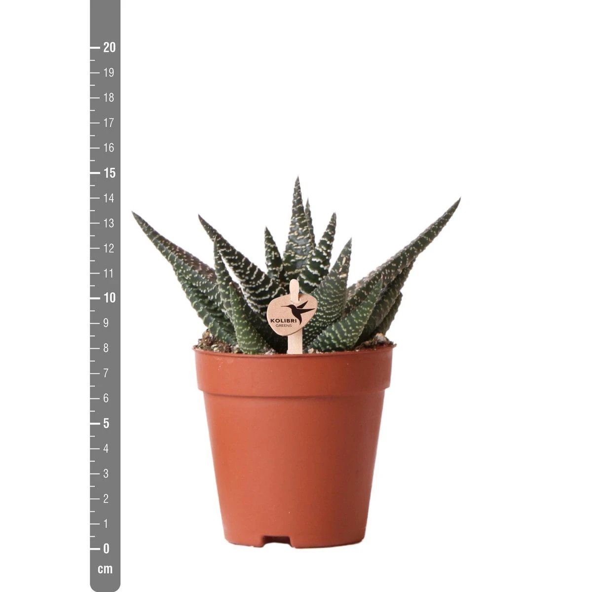 Kolibri Greens | Green Plant - Succulent Haworthia Royal Highnness Pot size Ø9cm | green houseplant - fresh from the grower by Kolibri Company