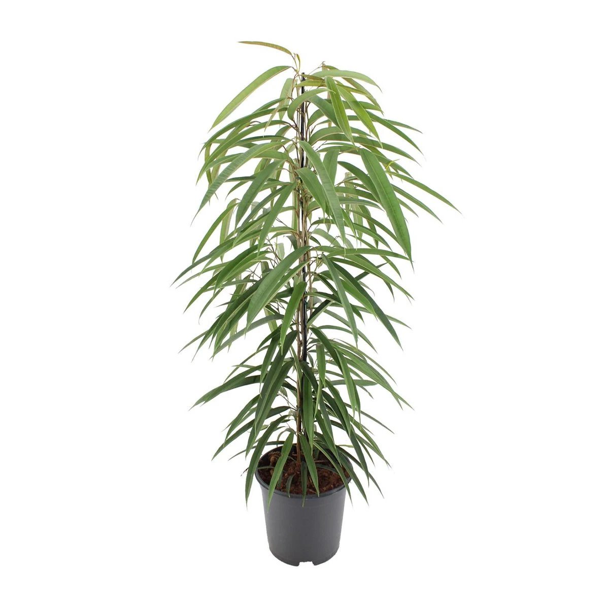 Ficus Binnendijkii Alii - Ø21cm - ↕80cm by MEERgroothandel Planten