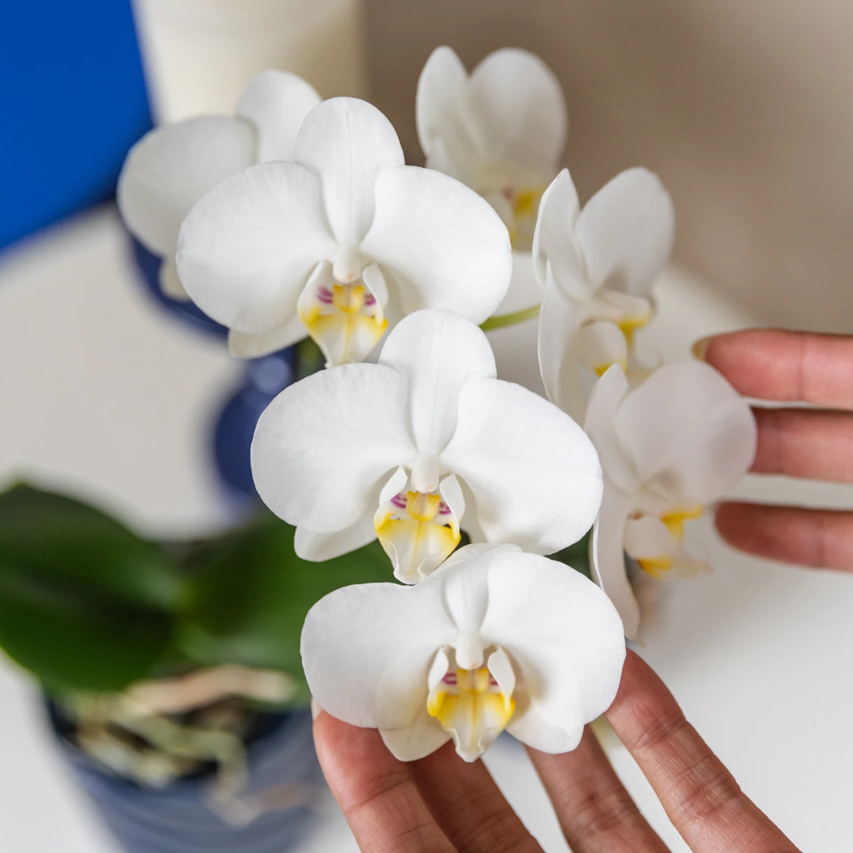 Hummingbird Orchids | white orchid Amabilis + Candy decorative pot blue - pot size Ø9cm | flowering houseplant - fresh from the grower by Kolibri Company