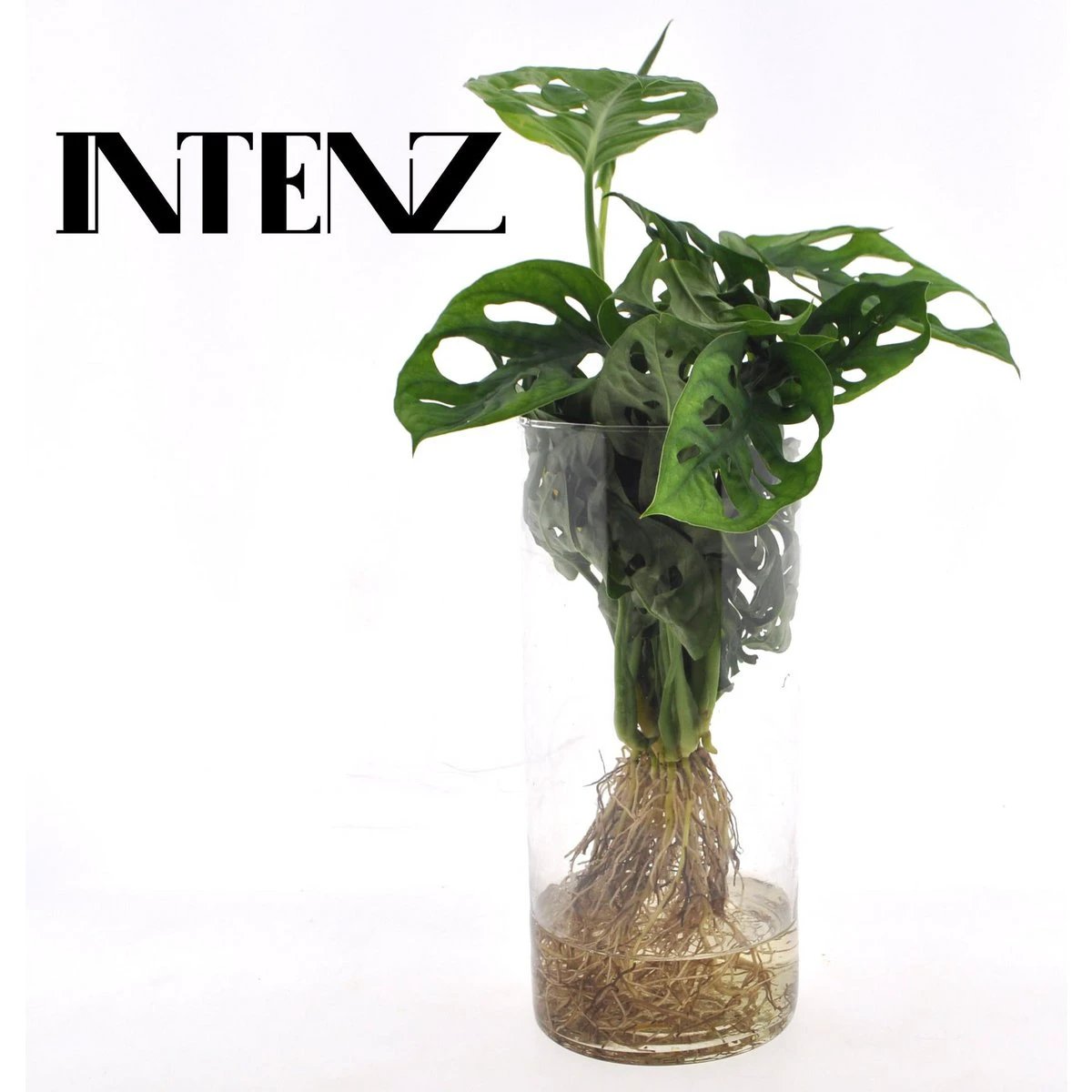 Monstera in Cylinder glas - Ø12cm - ↕25cm by MEERgroothandel Planten