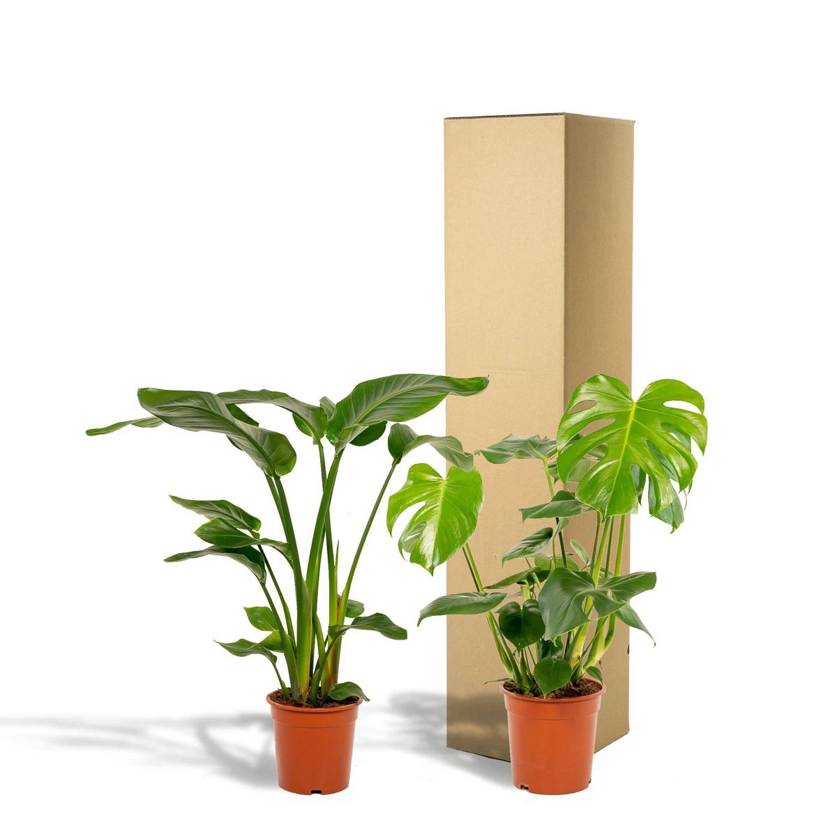 Strelitzia Nicolai - ↨85cm - Ø19cm + Monstera Deliciosa - ↨75cm - Ø21cm by MEERgroothandel Planten