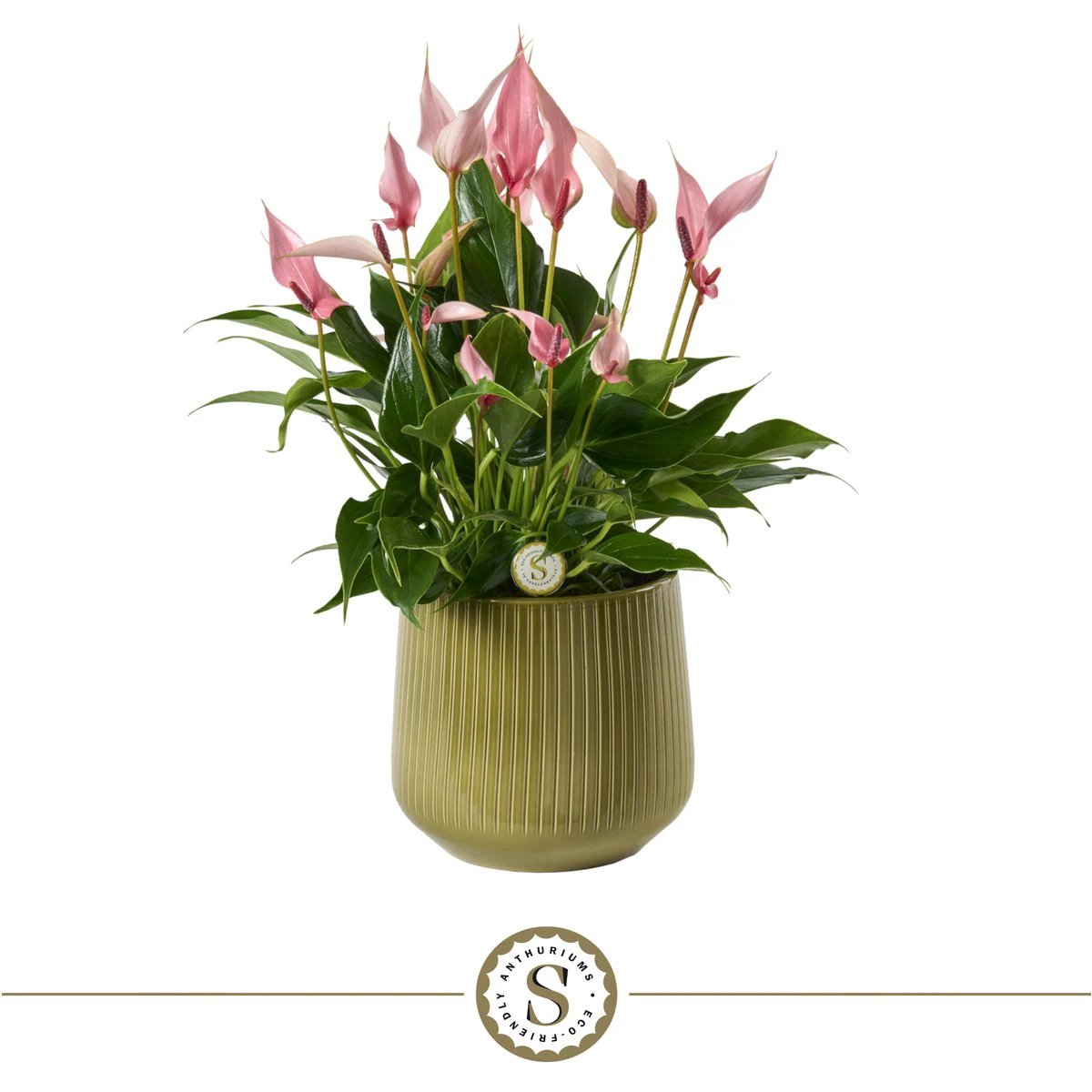 Green Lilli by Blooming Luxury