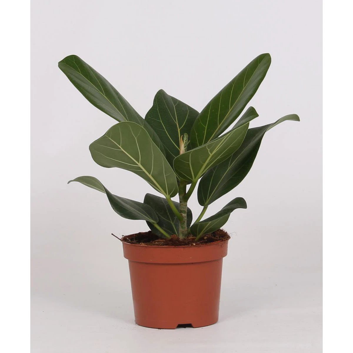 Ficus Bengalensis - Ø12cm - ↕25cm by MEERgroothandel Planten