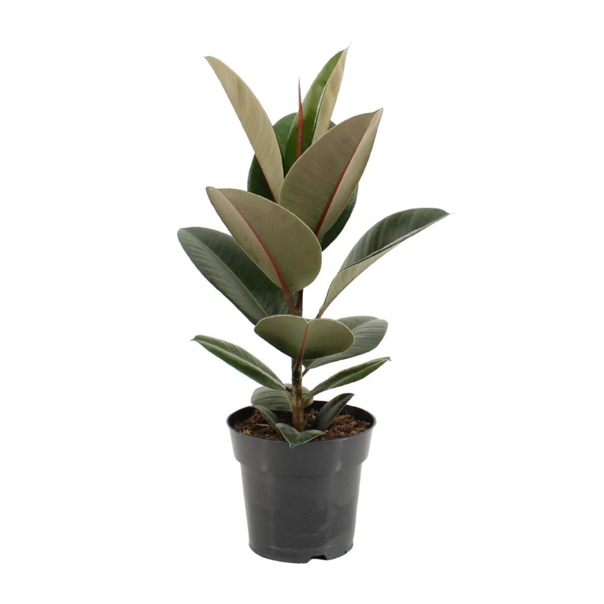 Ficus sturdy elastic - Ø17cm - ↕55cm by MEERgroothandel Planten