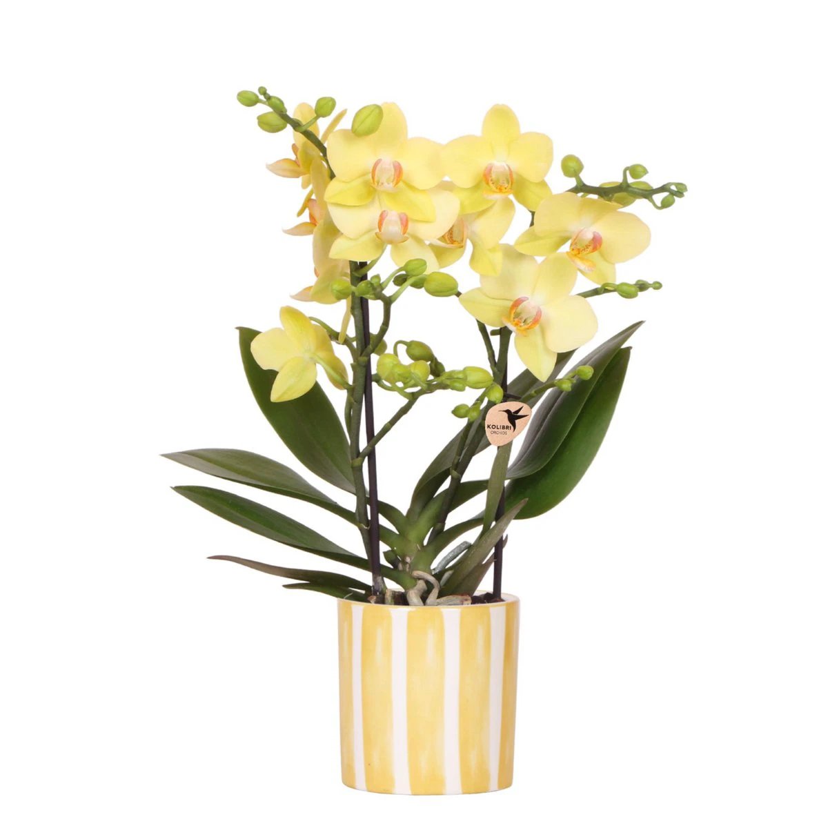 Colibr Orchids | yellow Phalaenopal orchid - Albeng + Painted Stripe pot yellow - potmate Ø9cm | -driving room plant - freshly from the grower by Kolibri Company