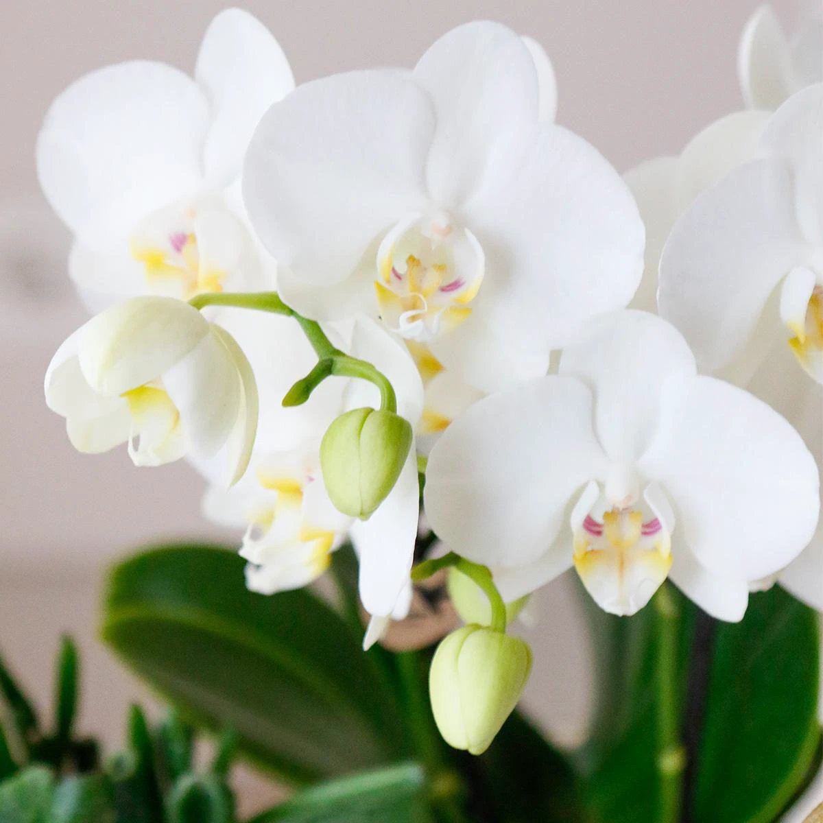 Hummingbird Orchids | COMBI DEAL of 4 white Phalaenopsis orchids - Amabilis - pot size Ø9cm | flowering houseplant - fresh from the grower by Kolibri Company