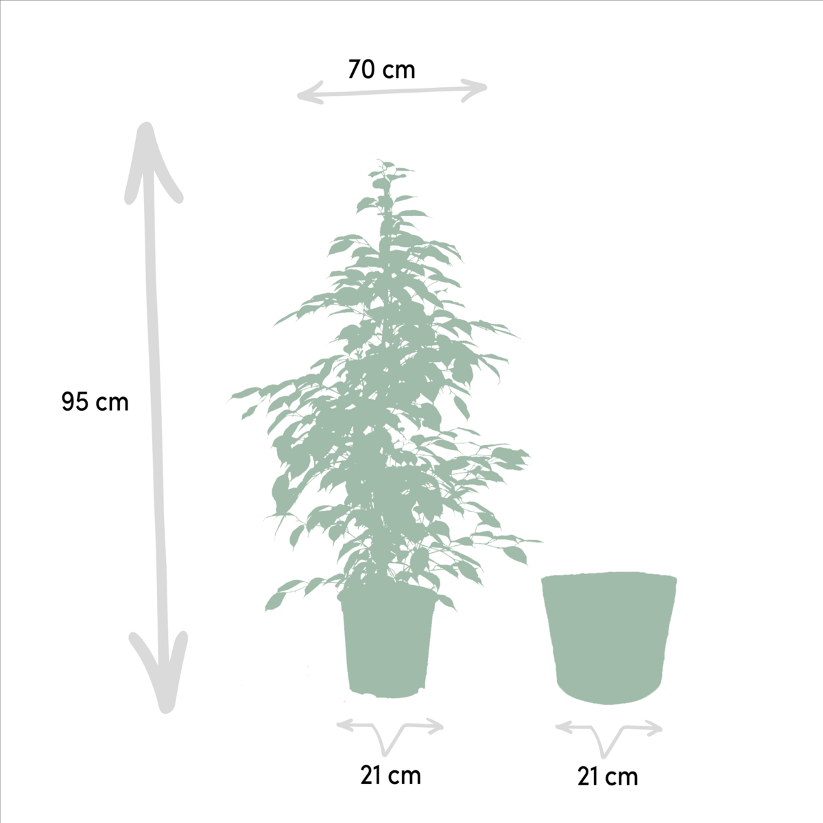 Ficus benjamina Goldenking - Ø21cm - ↕95cm + Mand Selin by MEERgroothandel Planten