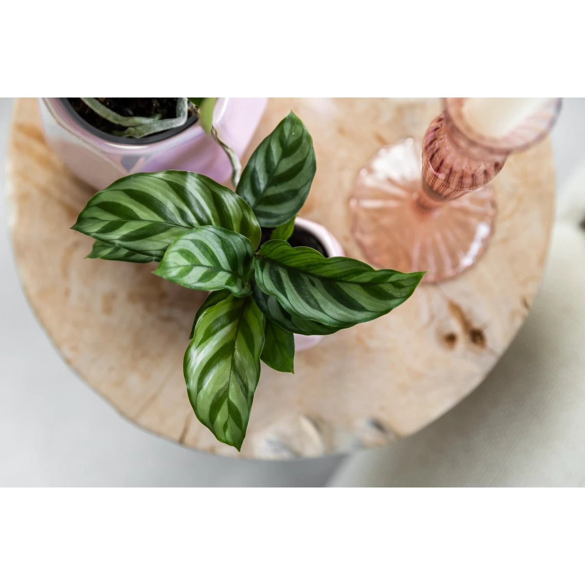 Kolibri Greens | Green Plant - Calathea - Green houseplant - Fresh from the grower - Ø9cm by Kolibri Company