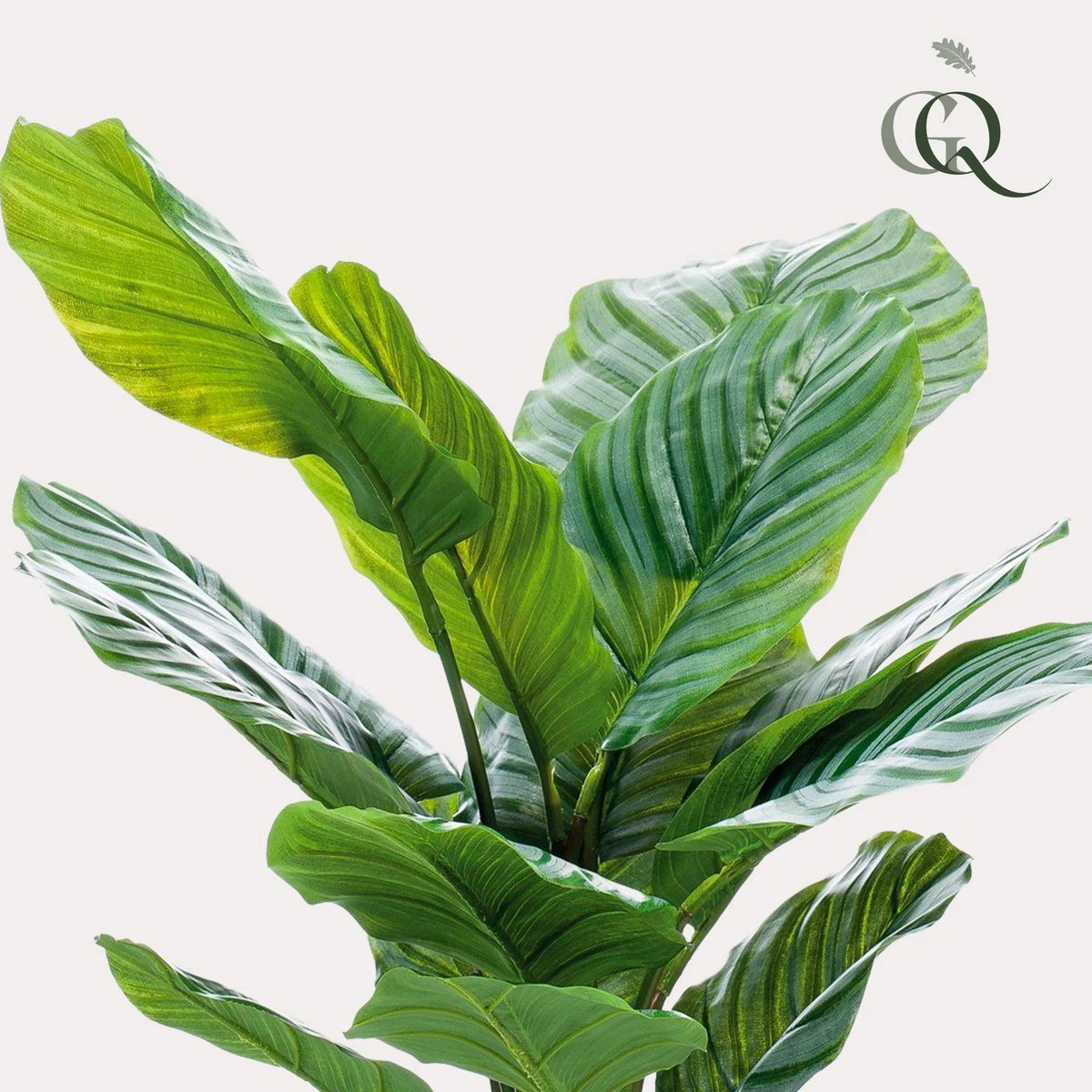 Kunstpflanze – Calathea Orbifolia – Schattenpflanze – 60 cm von Green boutiQ