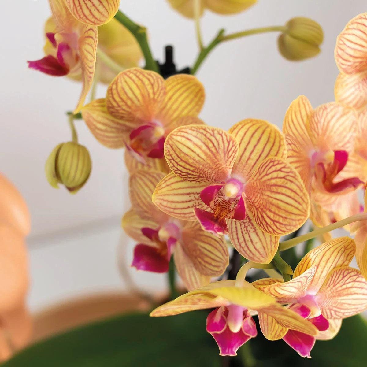 Hummingbird Orchids | Gift set Optimism small peach | Green plant with orange Phalaenopsis orchid in candy decorative pots on white organic tray by Kolibri Company