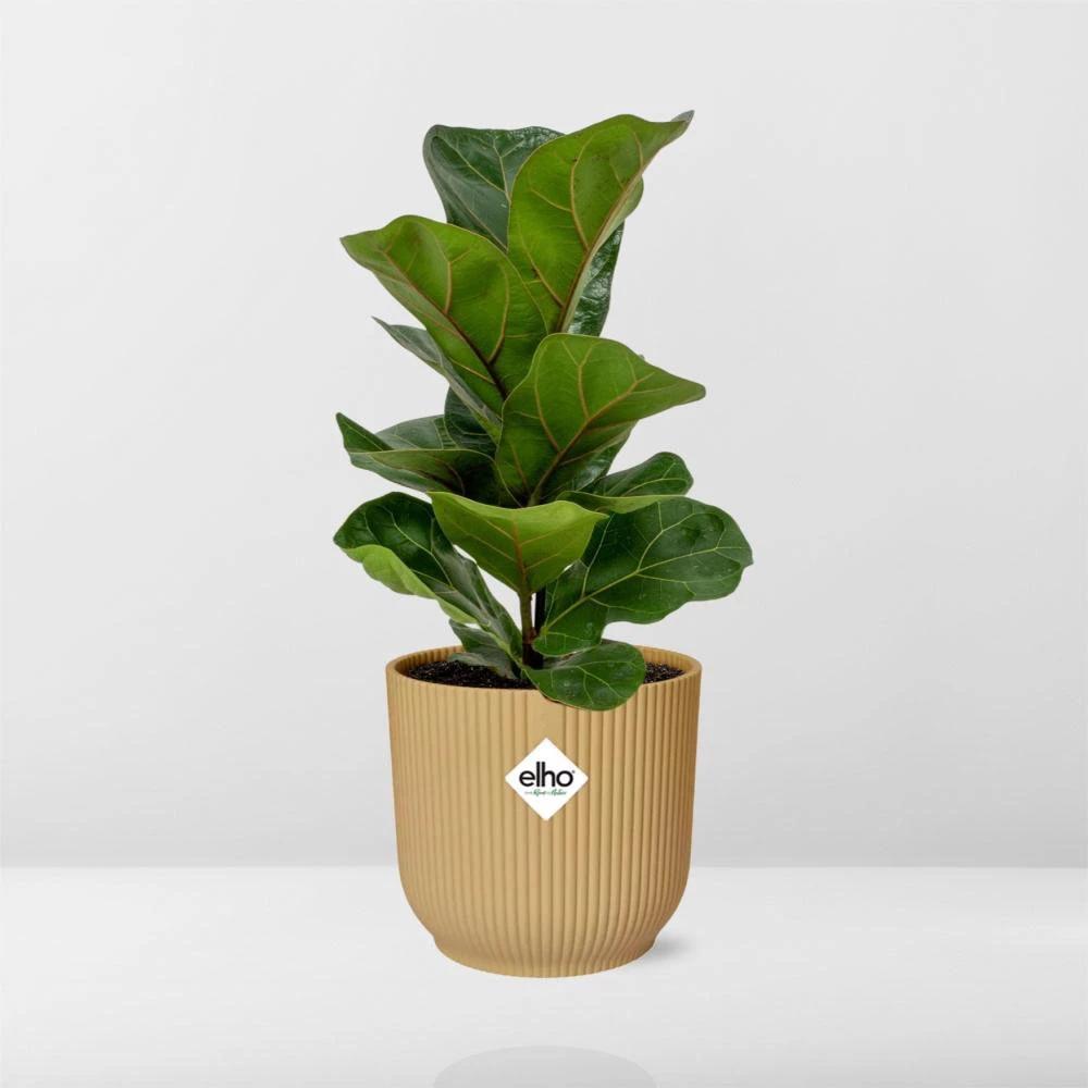Ficus Lyrata ‘Bambino’ im ELHO Vibes Fold 14 cm gelb von MEERgroothandel Planten