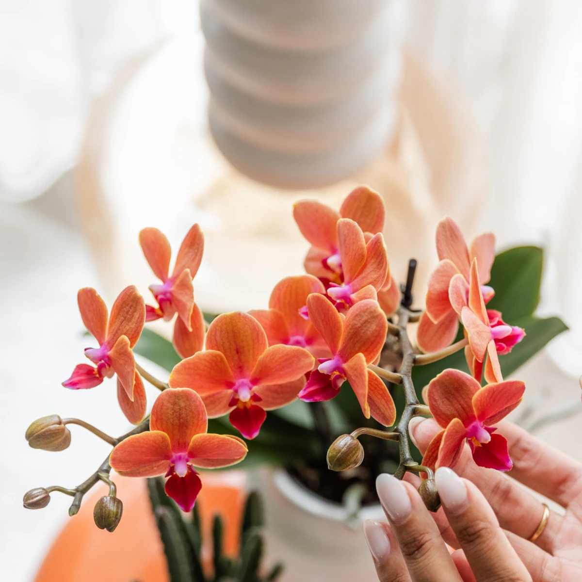 Hummingbird Orchids | Orange orchid Bolzano + Star Fish decorative pot - pot size Ø9cm | flowering houseplant - fresh from the grower by Kolibri Company